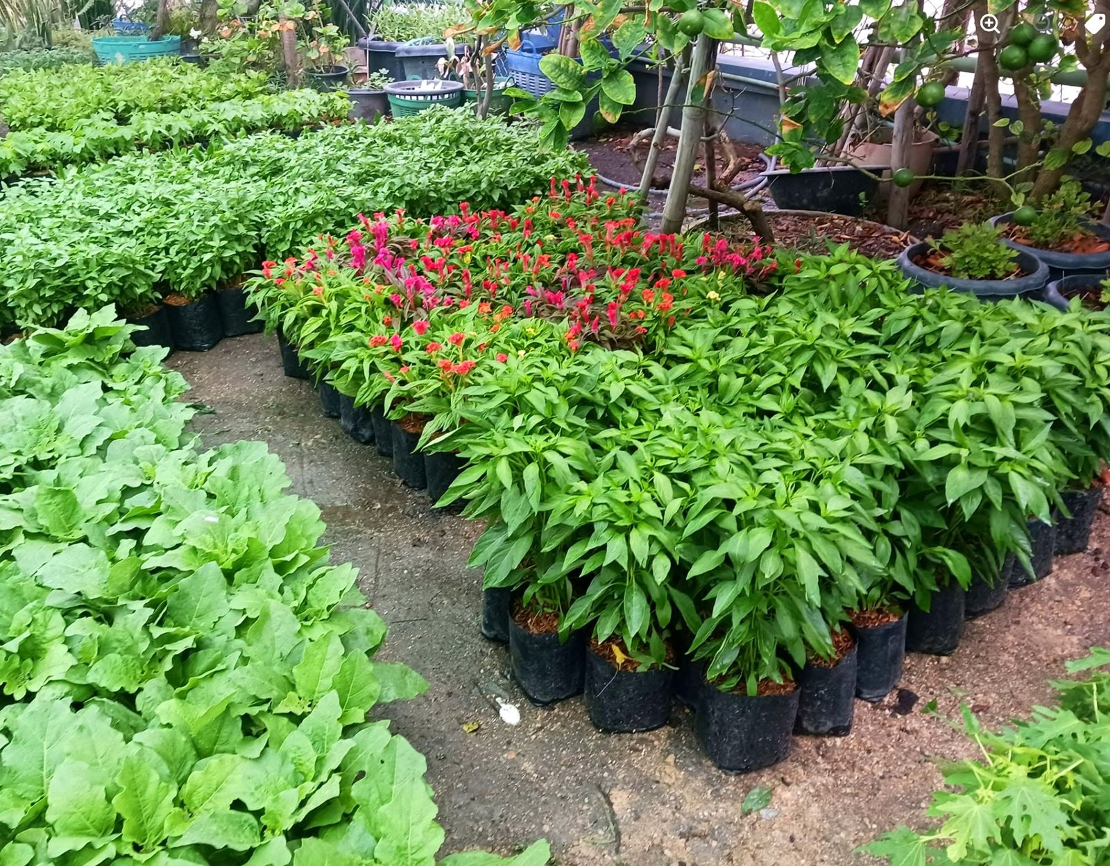 Rows of vegetables and flowering plants growing in the Hand to Hand garden project